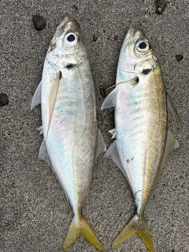 マルアジの釣果