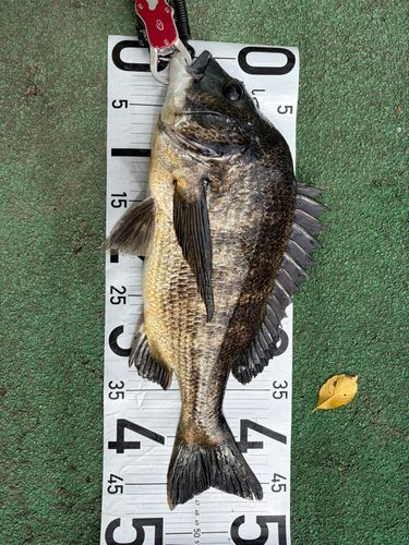 チヌの釣果