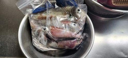 ケンサキイカの釣果