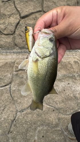 ブラックバスの釣果