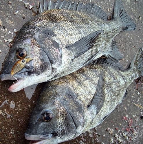 クロダイの釣果
