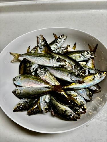 アジの釣果