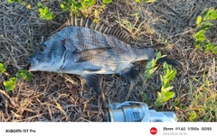 チヌの釣果