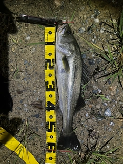 シーバスの釣果