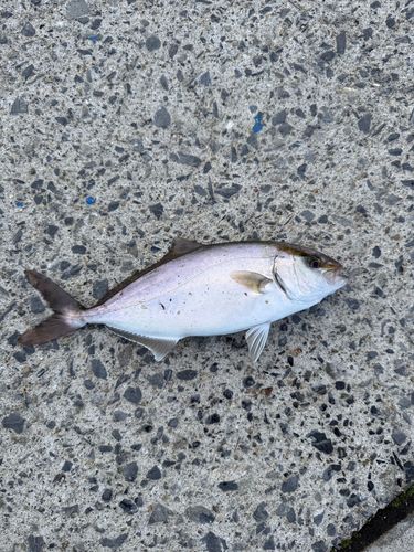 ショゴの釣果
