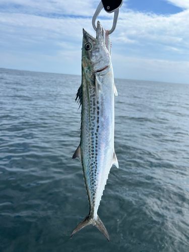 サゴシの釣果