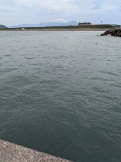 ウルメイワシの釣果