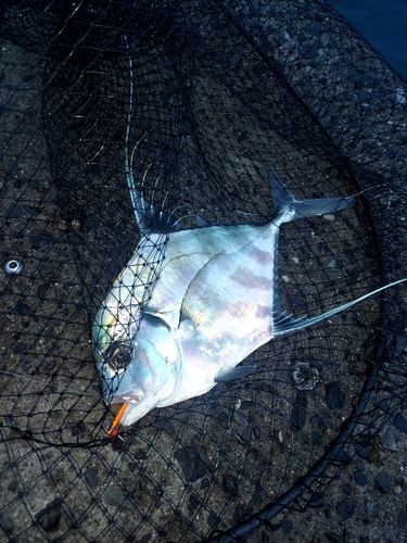 イトヒキアジの釣果