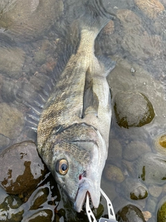チヌの釣果