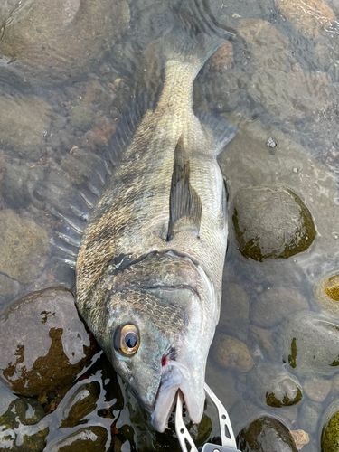 チヌの釣果