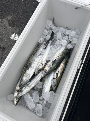 サゴシの釣果