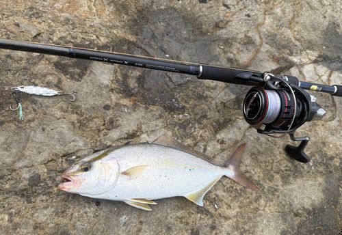 ショゴの釣果
