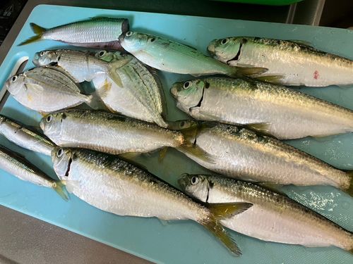 サッパの釣果