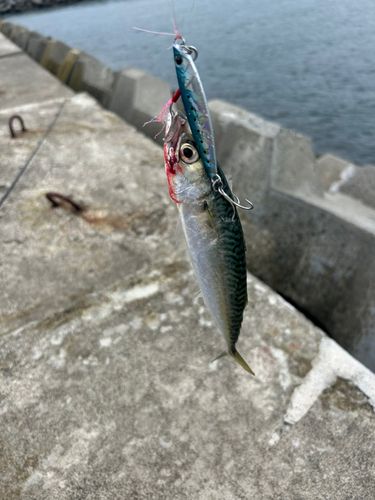 サバの釣果