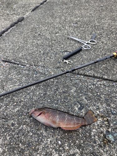 ベラの釣果
