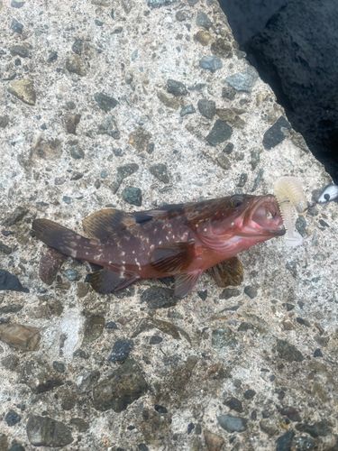 アコウの釣果