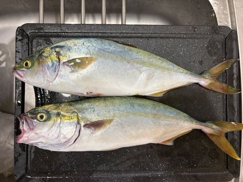 ワカシの釣果