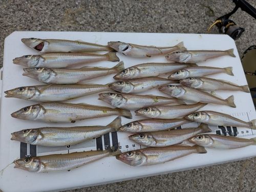 キスの釣果