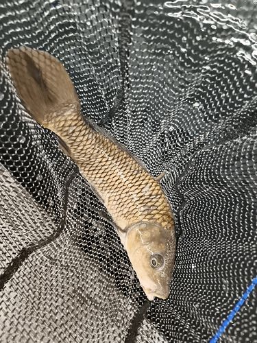 コイの釣果