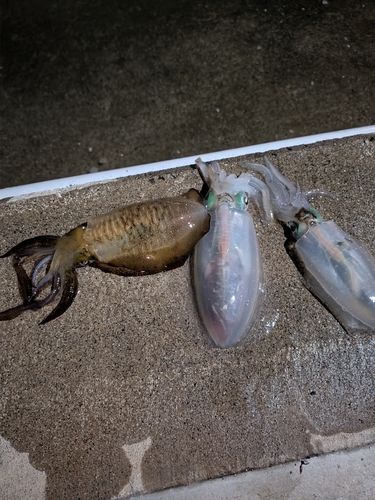 アオリイカの釣果
