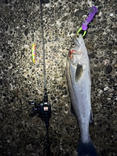 シーバスの釣果