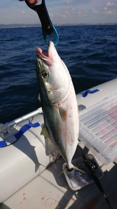 ワラサの釣果