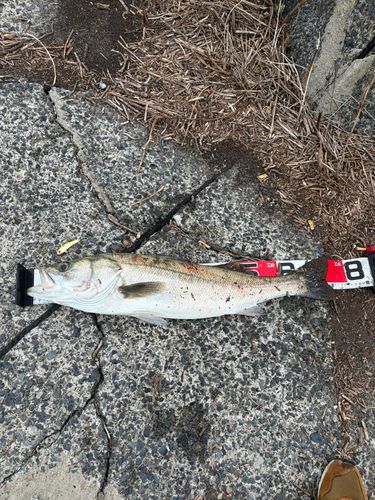 スズキの釣果