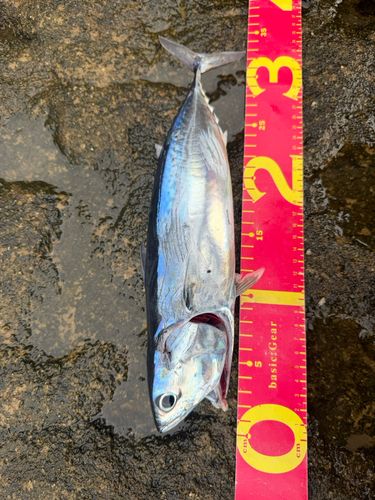 ソウダガツオの釣果