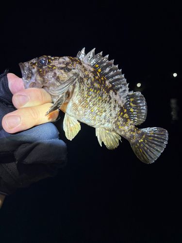 オウゴンムラソイの釣果