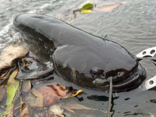 ナマズの釣果