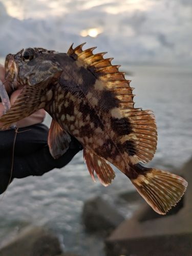 カサゴの釣果