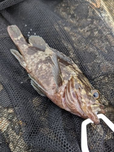 クロソイの釣果