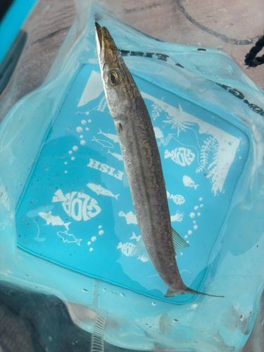 カマスの釣果