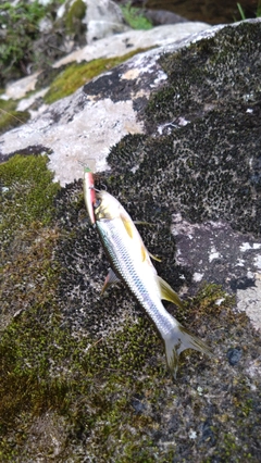 カワムツの釣果