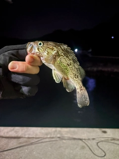 クロソイの釣果