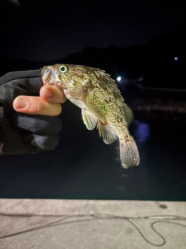 クロソイの釣果