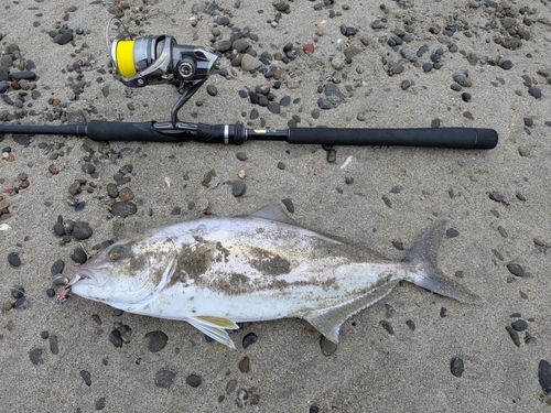 ショゴの釣果