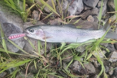 ニジマスの釣果