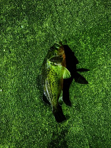クロソイの釣果
