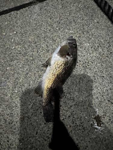 クロソイの釣果
