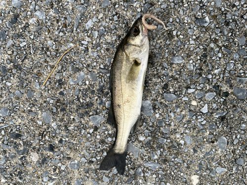 セイゴ（マルスズキ）の釣果