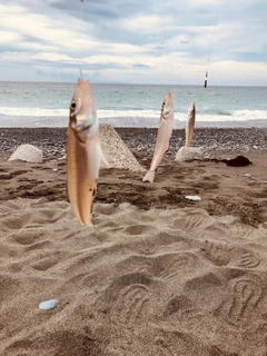 シロギスの釣果