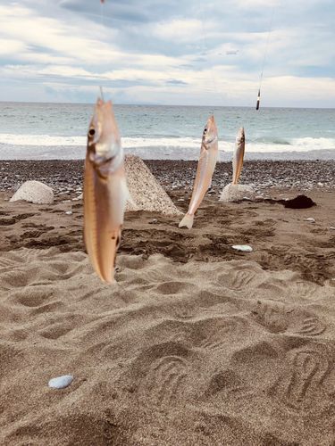 シロギスの釣果