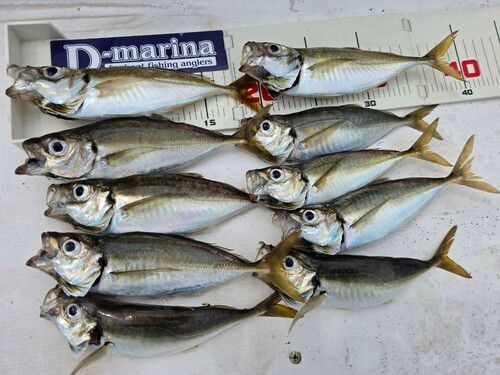 アジの釣果