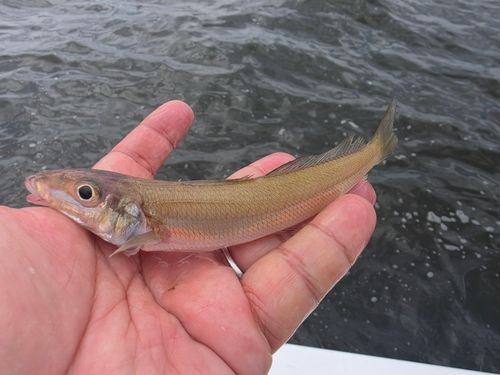 シロギスの釣果