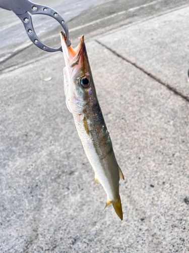 カマスの釣果