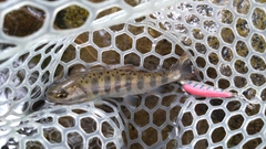 アマゴの釣果
