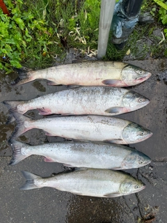 アキアジの釣果