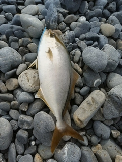 ショゴの釣果