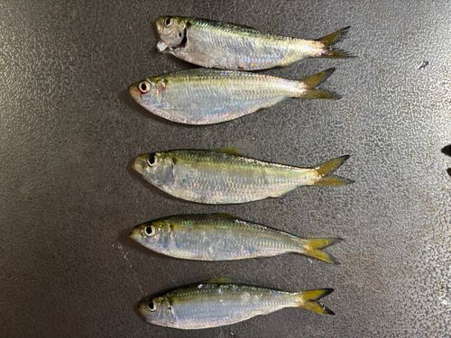 サッパの釣果